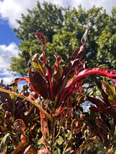Variegated Croton
