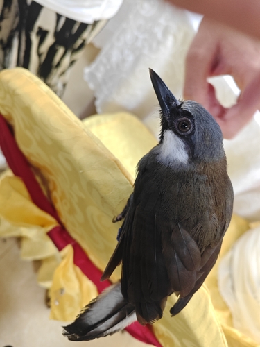 Black-throated Laughingthrush