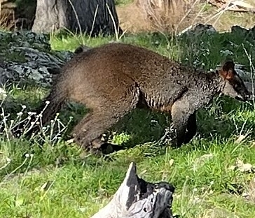 Swamp Wallaby