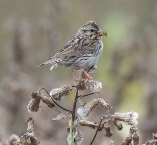 Savannah Sparrow