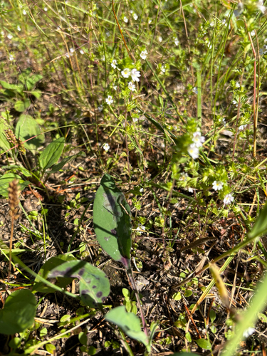 Common Eyebright