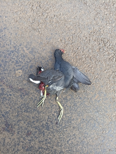 Common Gallinule