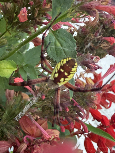 Yellow Garden Spider