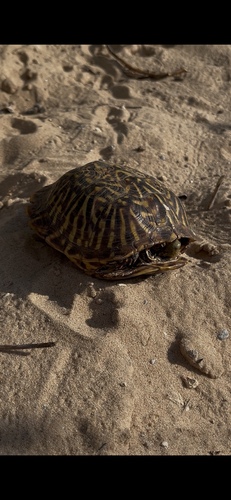 Ornate Box Turtle