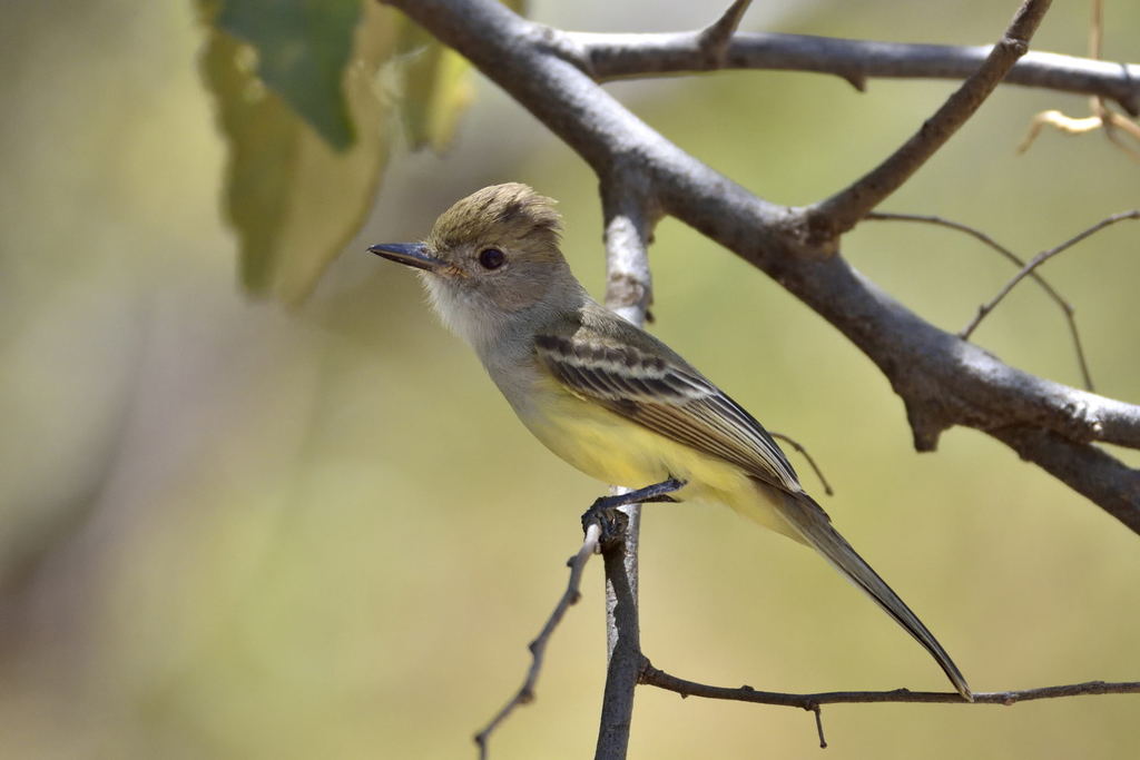Brown-crested Flycatcher (Myiarchus tyrannulus) photo