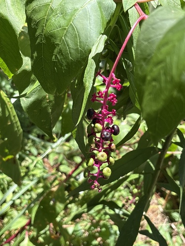 American pokeweed