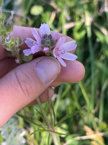 iNaturalist observation photo of Oregon Checker-mallow