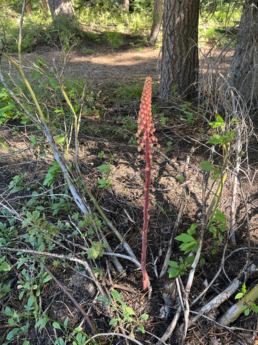 iNaturalist observation photo of woodland pinedrops