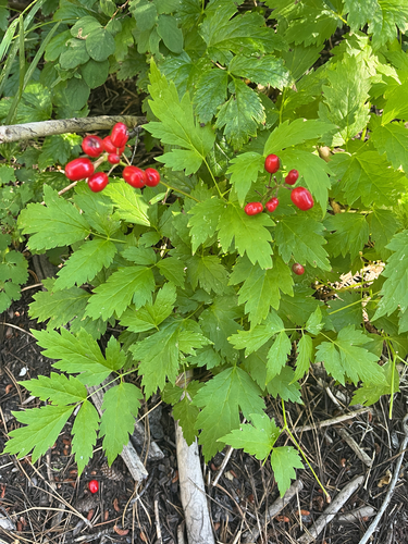 iNaturalist observation photo of red baneberry