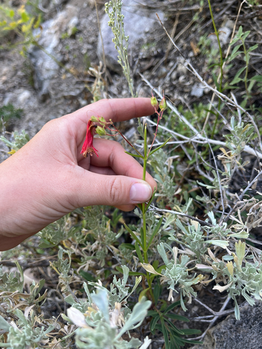 iNaturalist observation photo of Bridges' penstemon