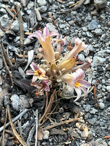 iNaturalist observation photo of Flat-top Broomrape
