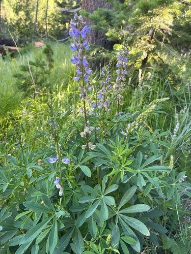 iNaturalist observation photo of Burke's Lupine