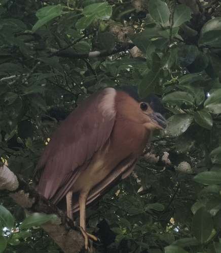 Nankeen Night Heron