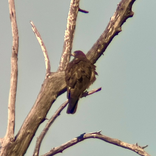 Swainson's Hawk