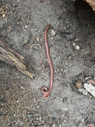 iNaturalist observation photo of Northern Rubber Boa