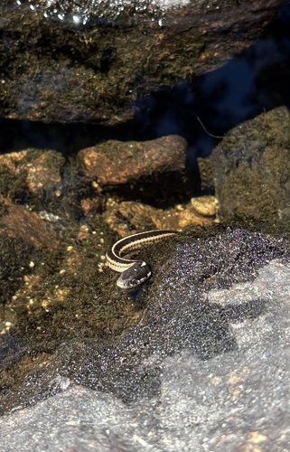 iNaturalist observation photo of Western Terrestrial Garter Snake