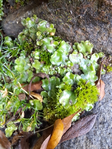 Crescent-cup liverwort