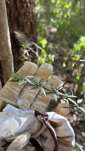 Chain Fruit