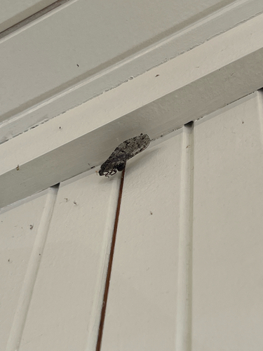 iNaturalist observation photo of Polystoechotes punctata
