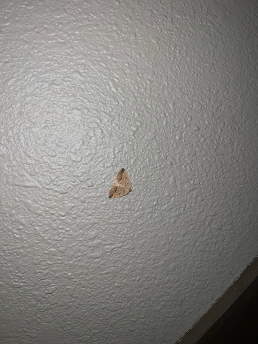 iNaturalist observation photo of Spurred Wave Moth