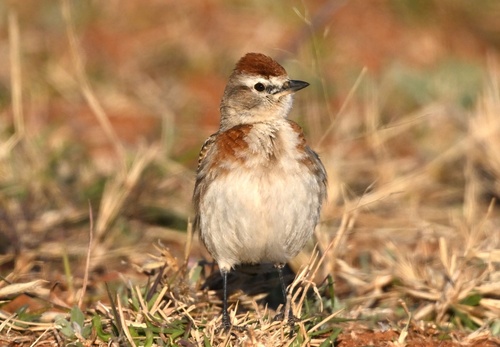 Red-capped Lark