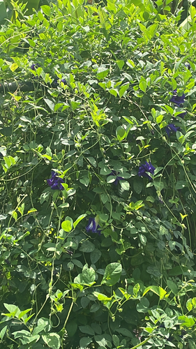 Blue Pea