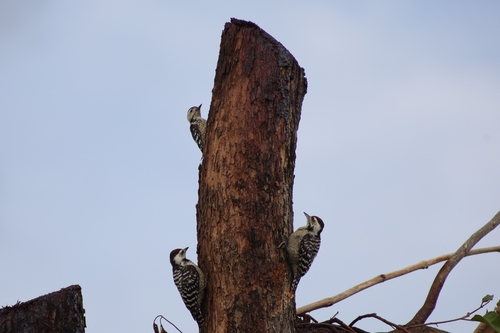 Freckle-breasted Woodpecker