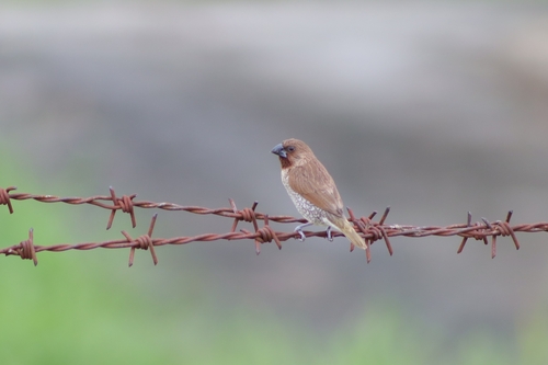 Scaly-breasted Munia