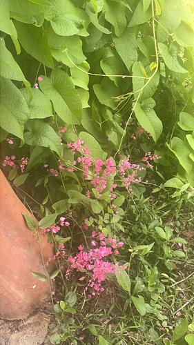 Coral Vine