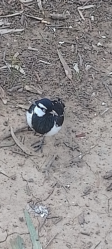 Magpie-lark