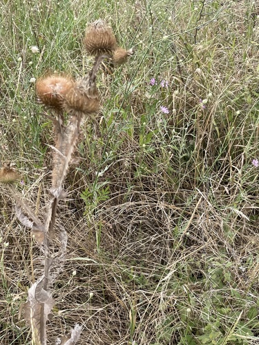 cotton thistle