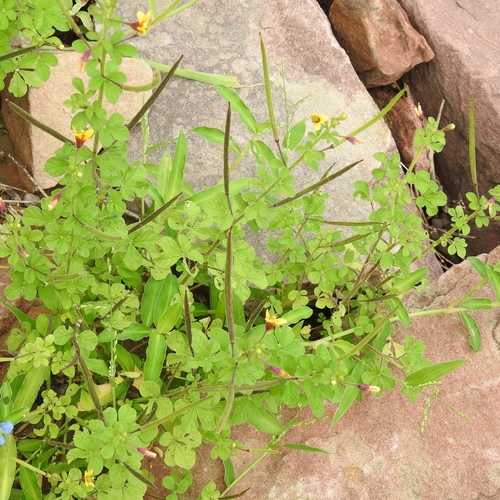 Asian Spiderflower