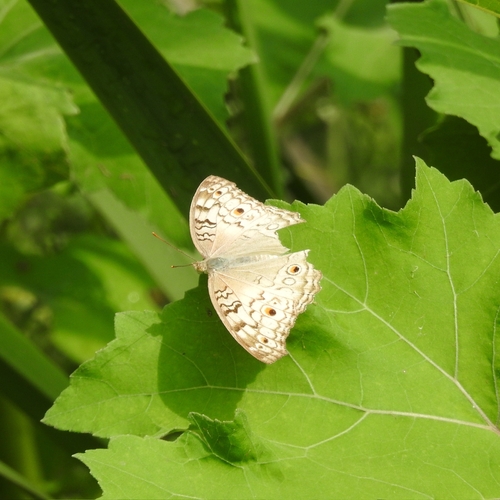 Grey Pansy