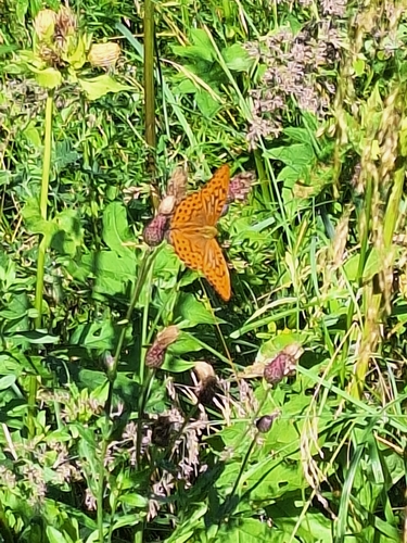 Silver-washed Fritillary