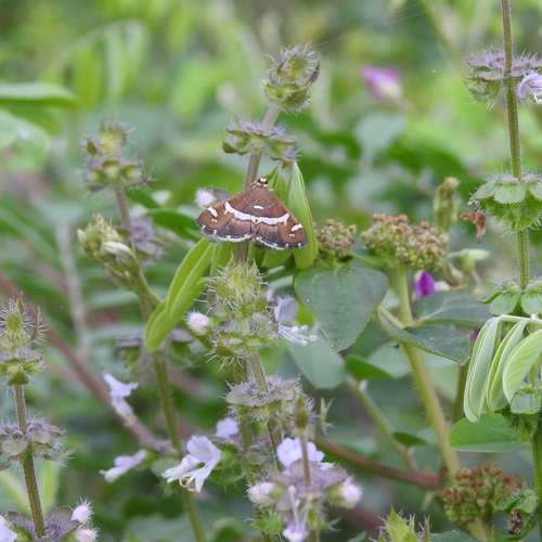 Hawaiian Beet Webworm Moth