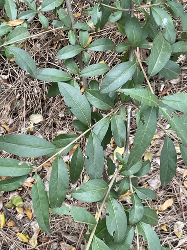 Common Privet