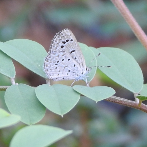 Dark Grass Blue
