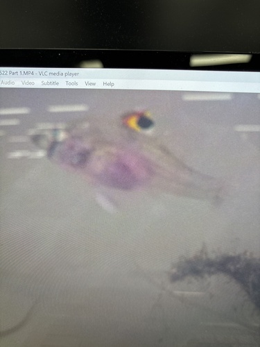 Spotfin Goby