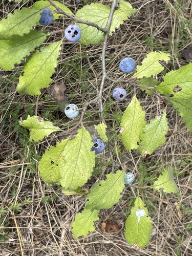 Blackthorn