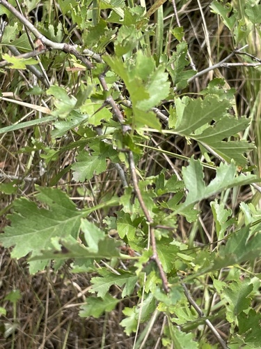 common hawthorn