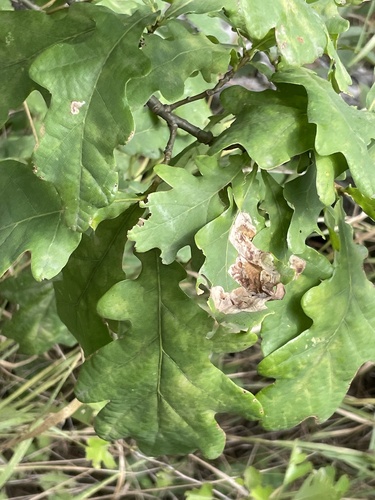 English oak