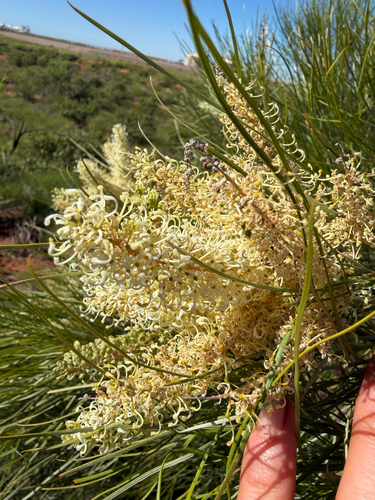 Grevillea stenobotrya