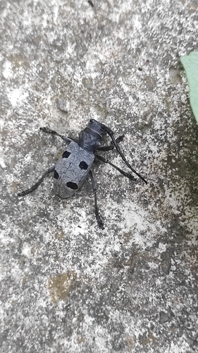 Morimus funereus