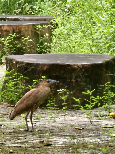 Malayan Night Heron