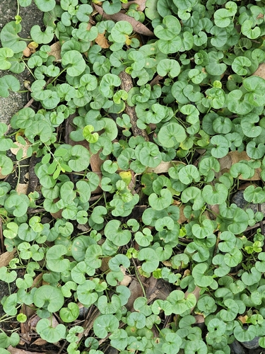 Asian ponysfoot