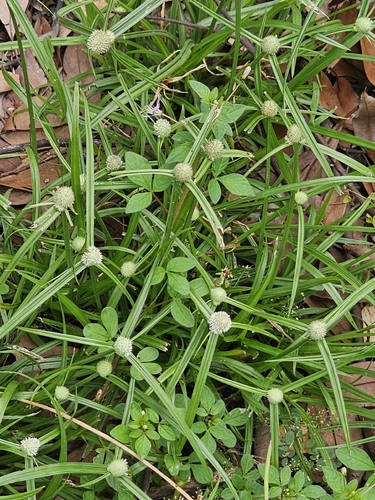 whitehead spikesedge