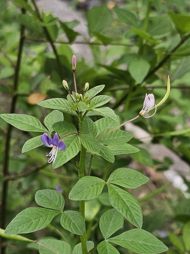 Purple Cleome
