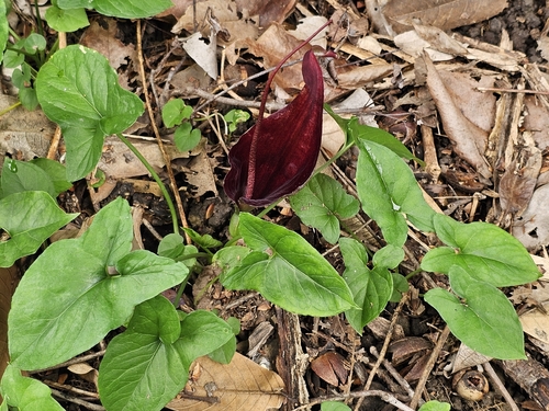 Divaricate Typhonium