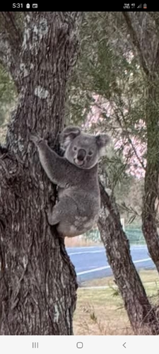 Koala