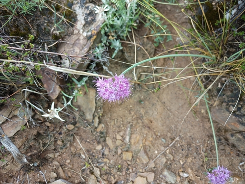 Ladakh Onion